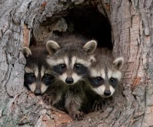 Just How Big Do Raccoons Get? Weight, Length, and More!