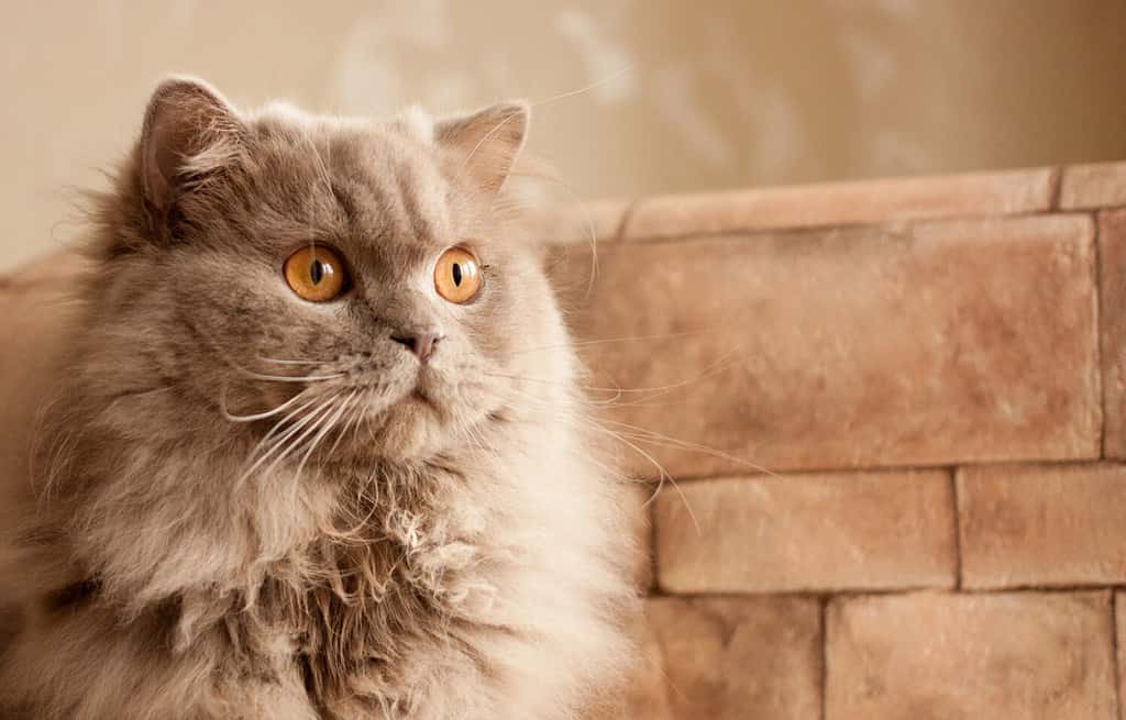 32 Great French Cat Names and Their Meanings