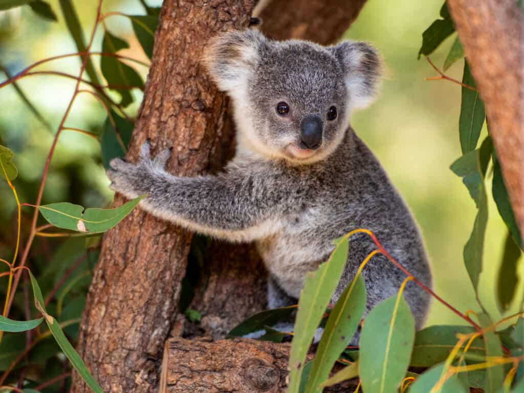 Why Do Koalas Have Identical Fingerprints to Humans? And Why Do We Both Need Them