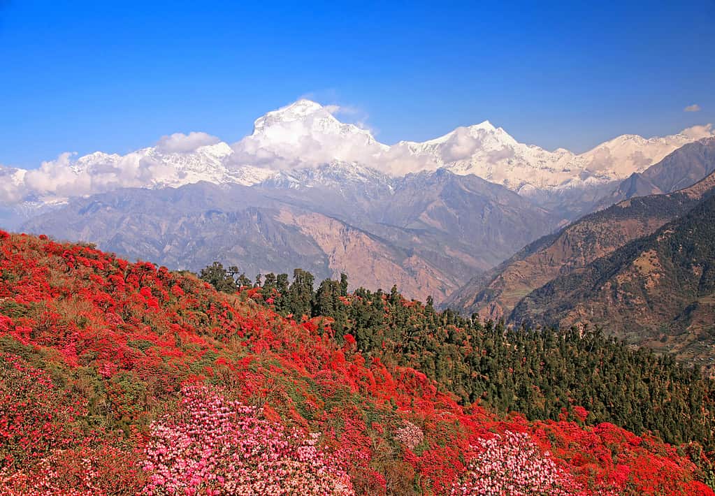 10 Incredible Facts About the Himalayas