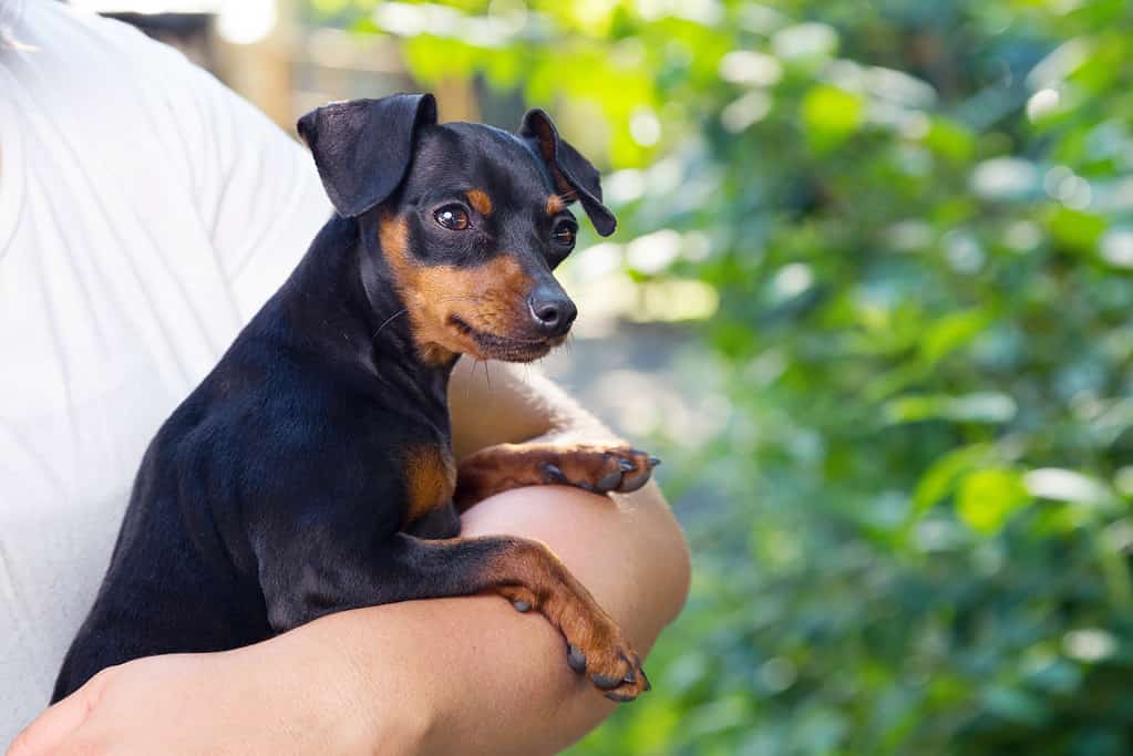 Miniature Pinscher Progression: Growth, Milestones, and Training