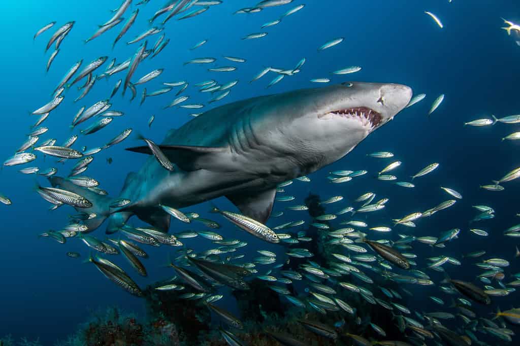 Are There Sharks in the Hudson River?