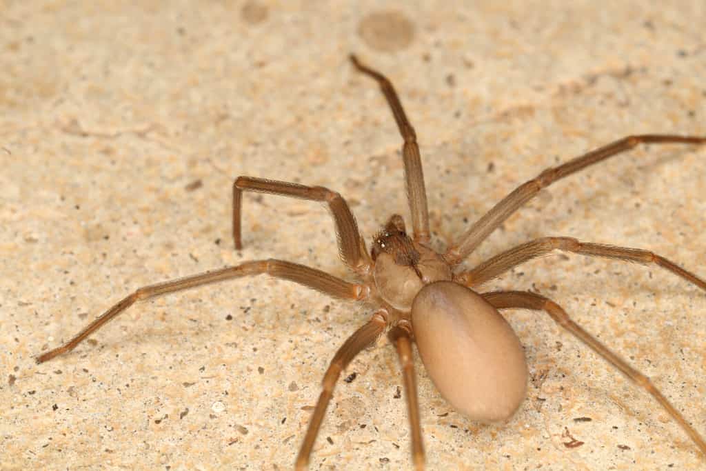 Brown Recluse Spider: Habitat, Venom Level, Appearance, and More!