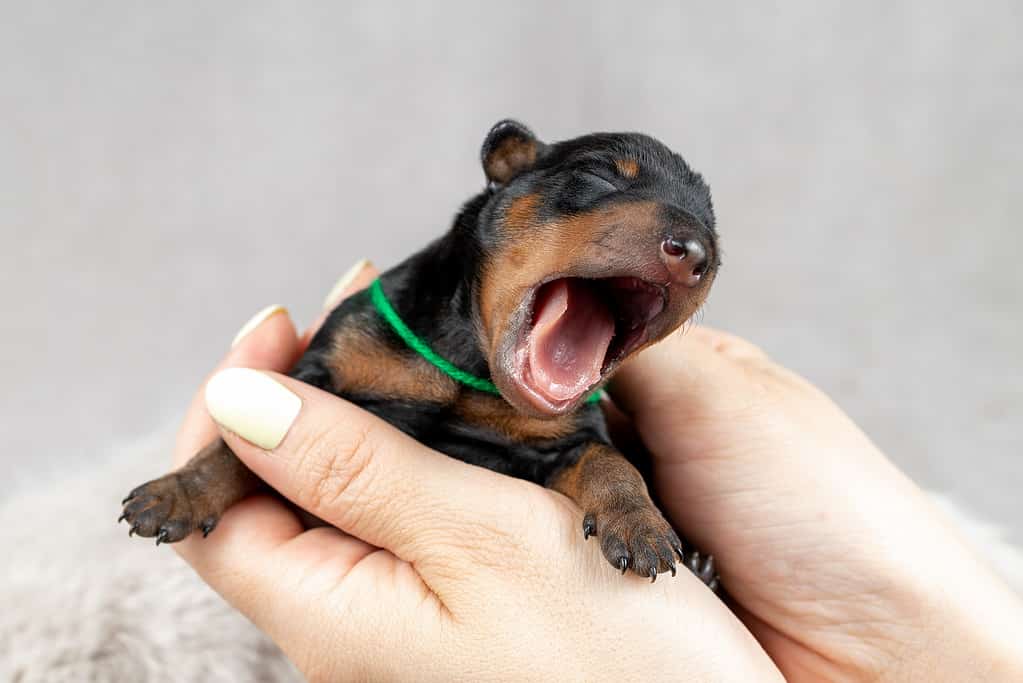 Miniature Pinscher Prices in 2023: Purchase Cost, Vet Bills, and More!