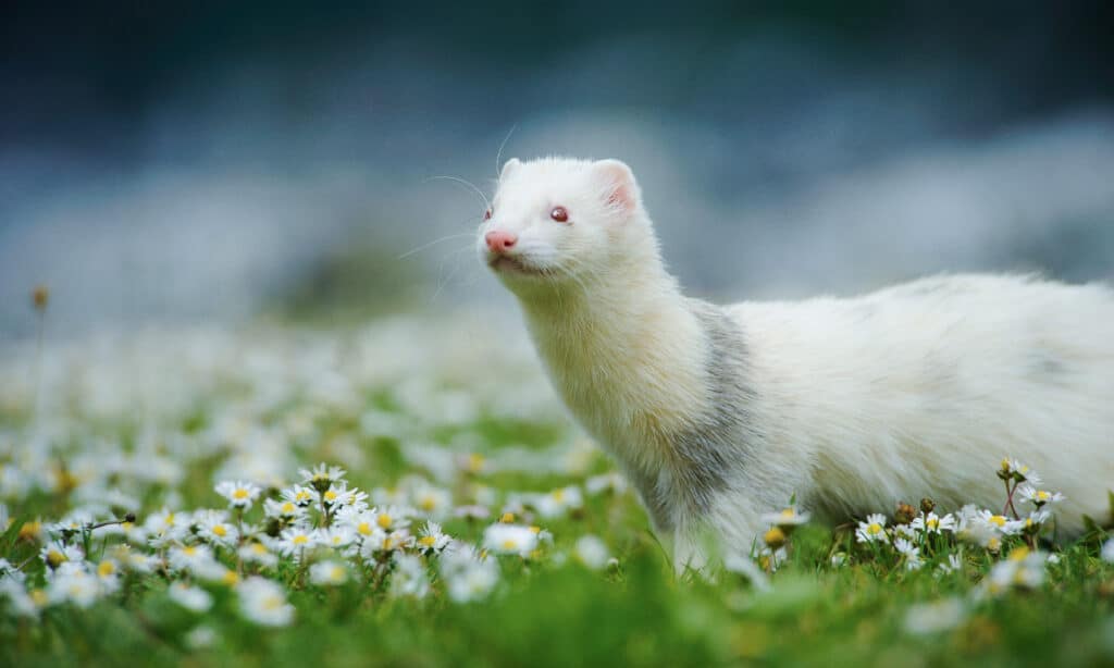 Learn Why Female Ferrets Die If They Don't Breed