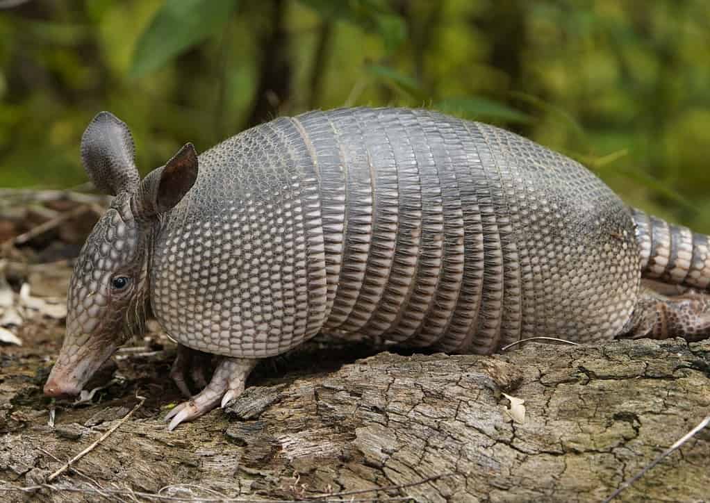 The Complete List of 12 Animals With Scales