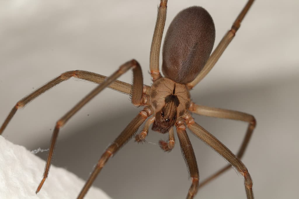 Brown Recluse Spider: Habitat, Venom Level, Appearance, and More!