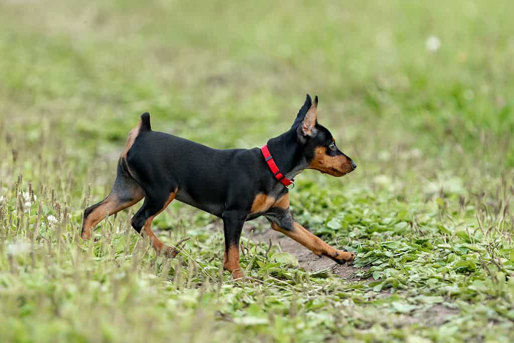 Miniature Pinscher Progression: Growth, Milestones, and Training