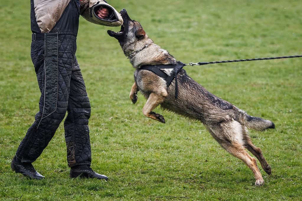 Black Mouth Cur and German Shepherd Mix: Everything You Need to Know About This Mix