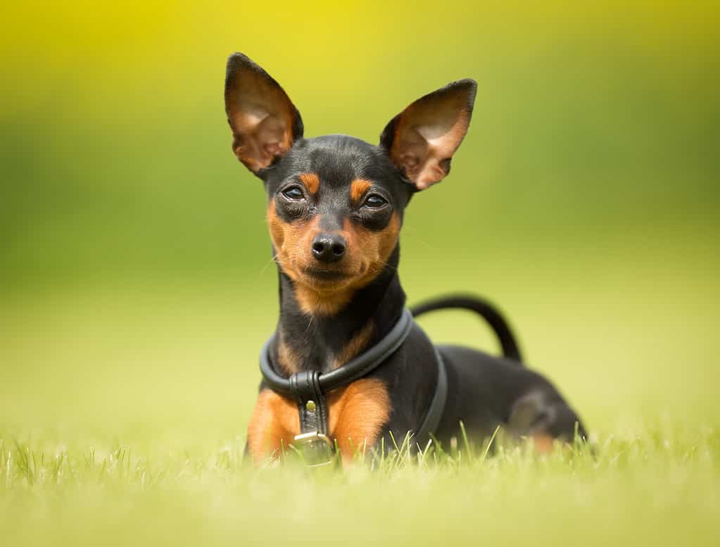 Miniature Pinscher Progression: Growth, Milestones, and Training