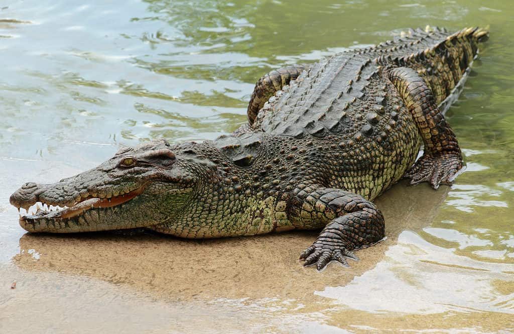 The Complete List of 12 Animals With Scales