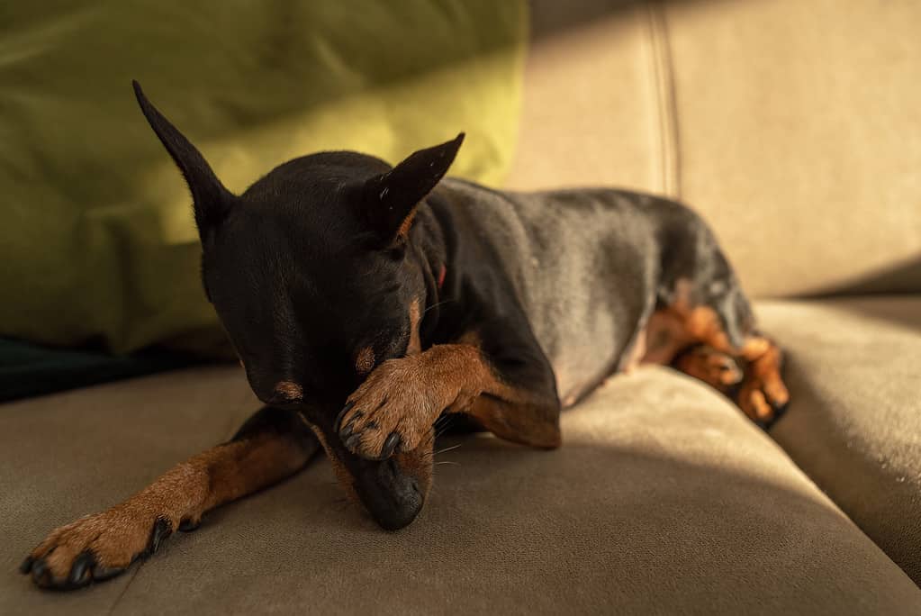 Miniature Pinscher Progression: Growth, Milestones, and Training