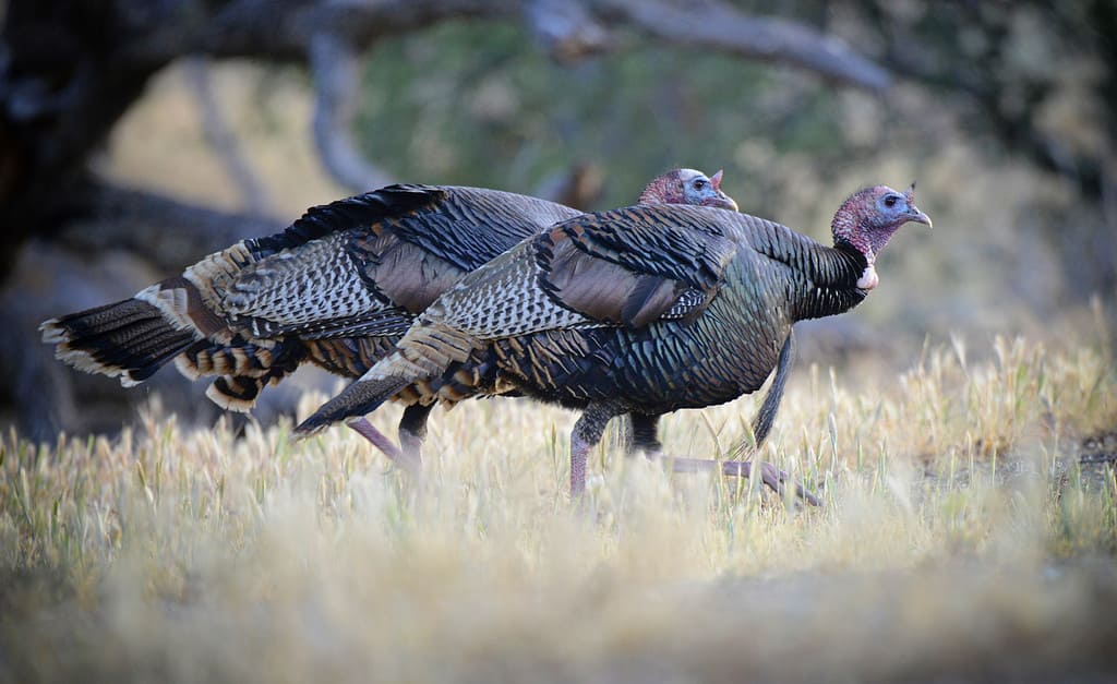 Hunting in Kentucky: 12 Great Public Hunting Lands