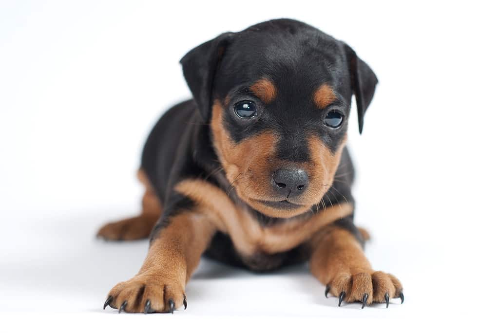 Miniature Pinscher Prices in 2023: Purchase Cost, Vet Bills, and More!