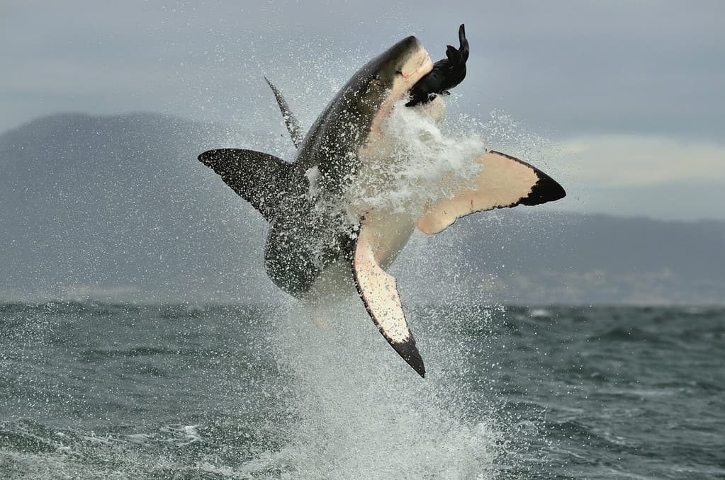 Are There Sharks in the Hudson River?