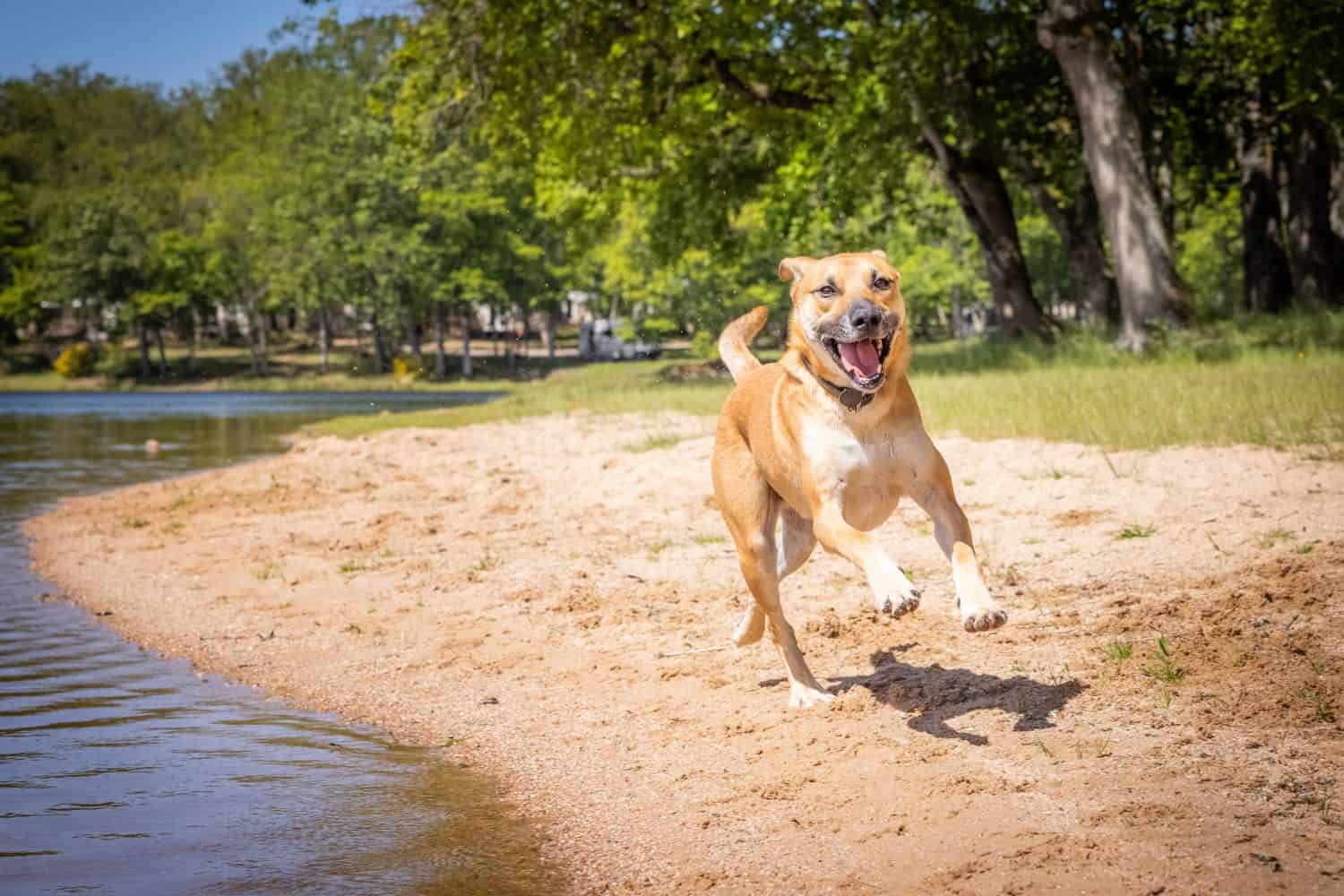 Black Mouth Cur and German Shepherd Mix: Everything You Need to Know About This Mix