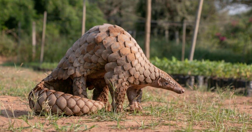 The Complete List of 12 Animals With Scales