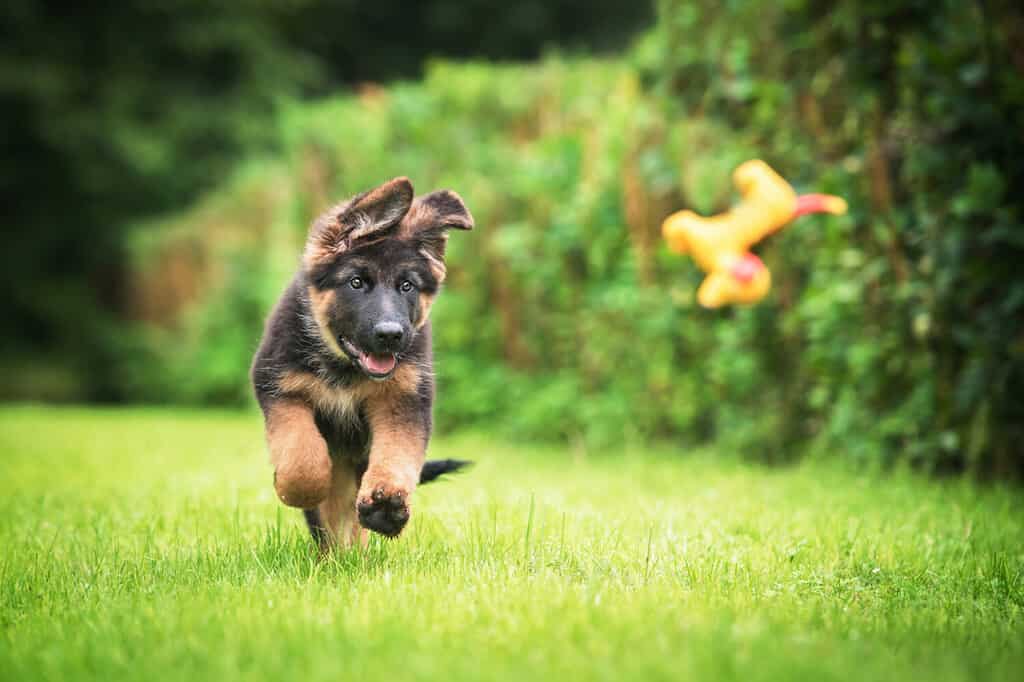 Black Mouth Cur and German Shepherd Mix: Everything You Need to Know About This Mix