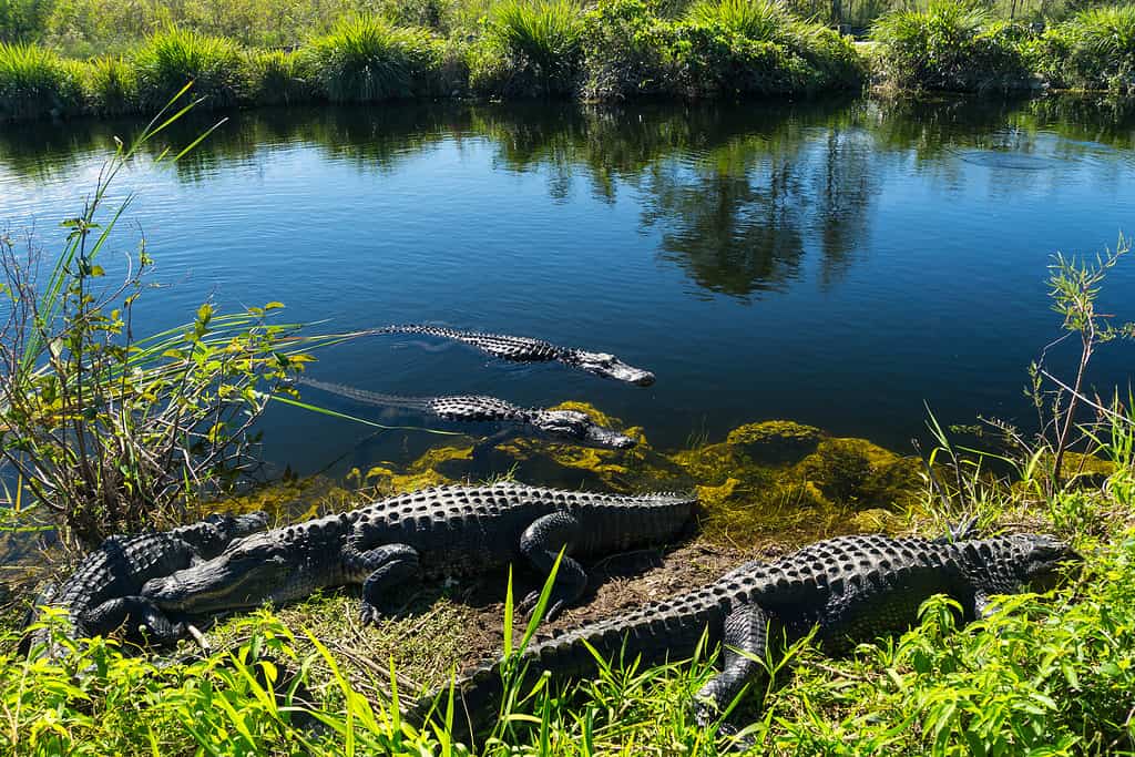 The Top 5 Most Alligator-Infested Rivers in Florida