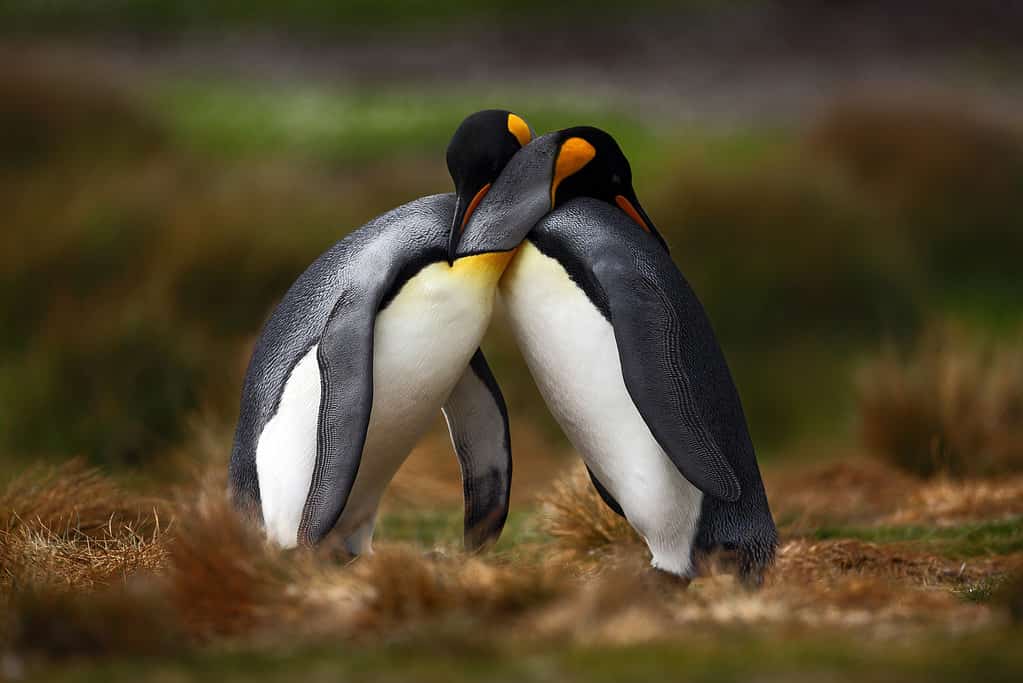 Do Penguins Mate for Life? Penguin Mating Facts