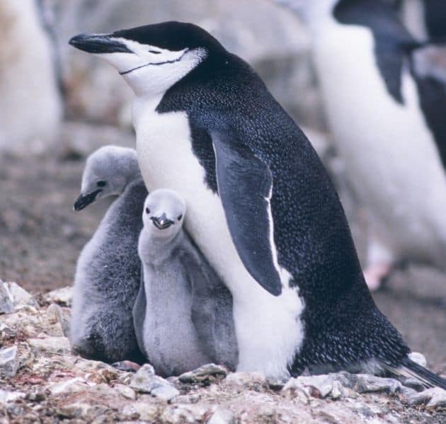 Do Penguins Mate for Life? Penguin Mating Facts