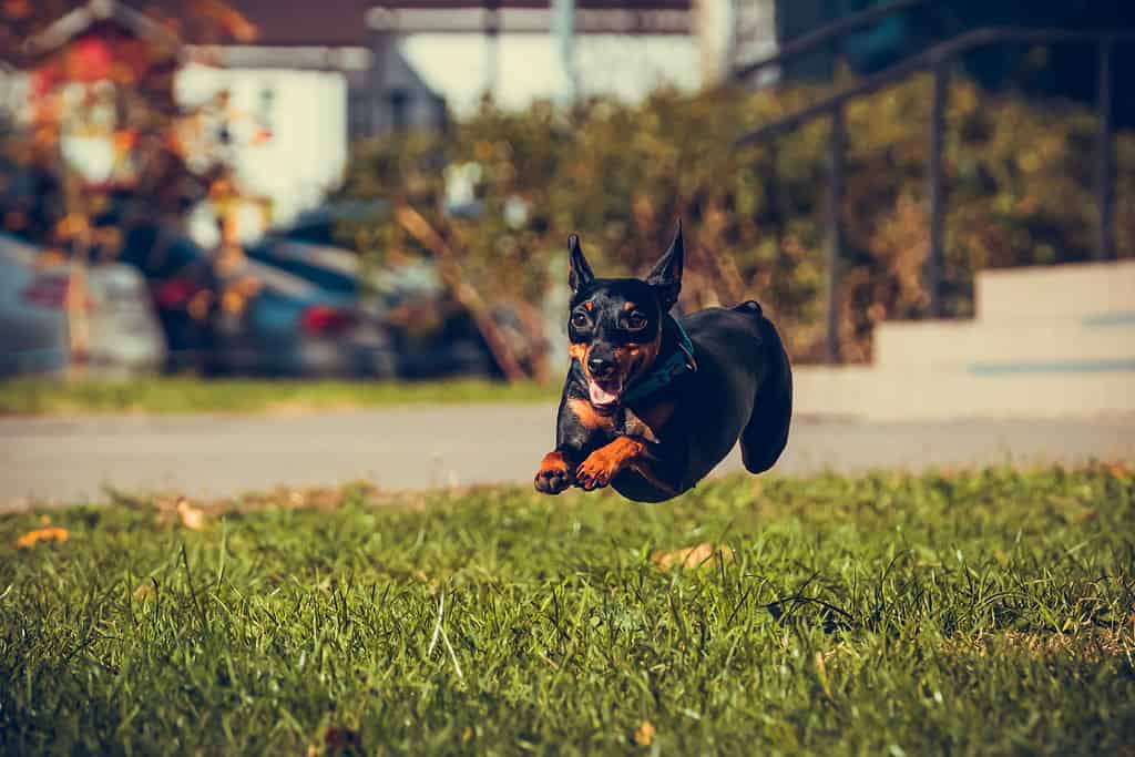 Miniature Pinscher Progression: Growth, Milestones, and Training