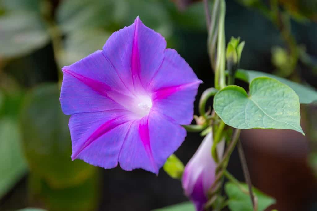 Moon Flower vs Morning Glory