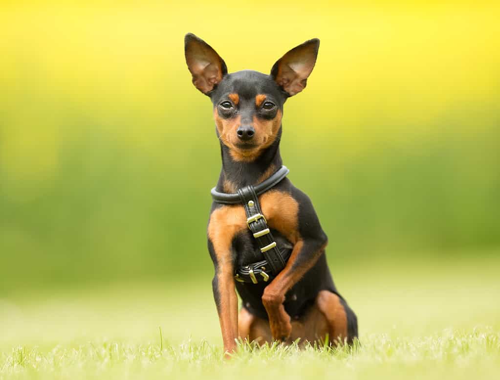 Miniature Pinscher Progression: Growth, Milestones, and Training