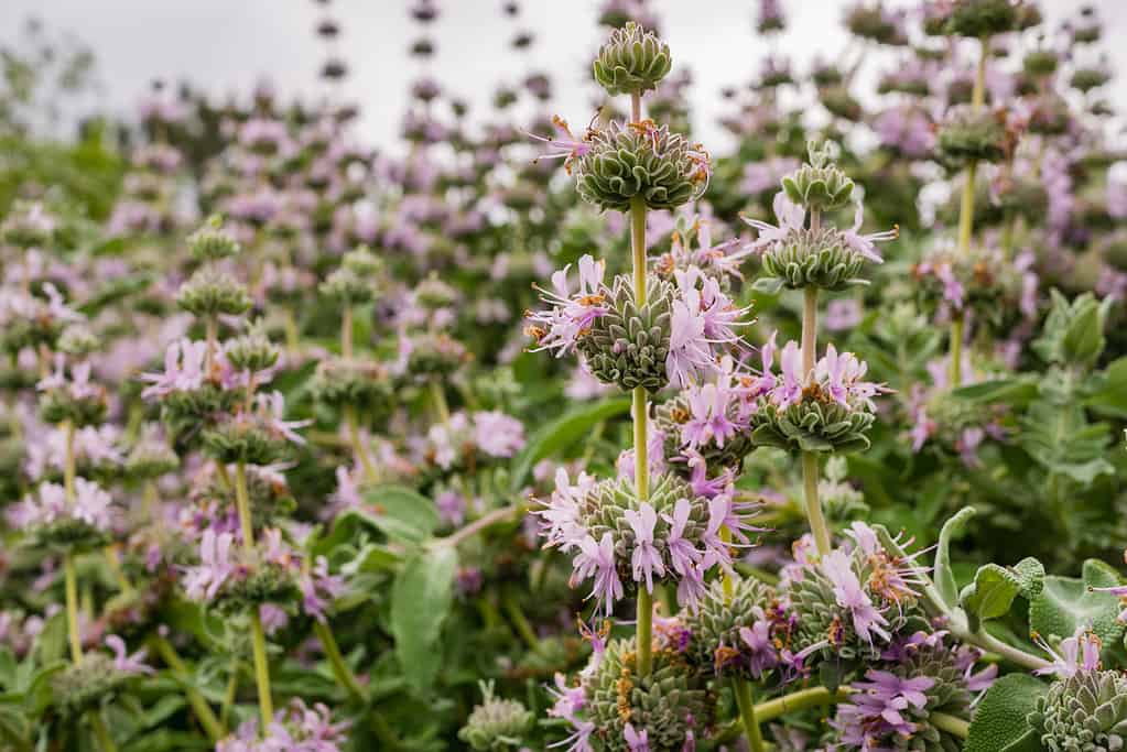 The 16 Best Sunflower Companion Plants