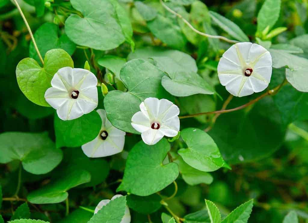 Moon Flower vs Morning Glory