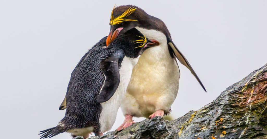 Do Penguins Mate for Life? Penguin Mating Facts