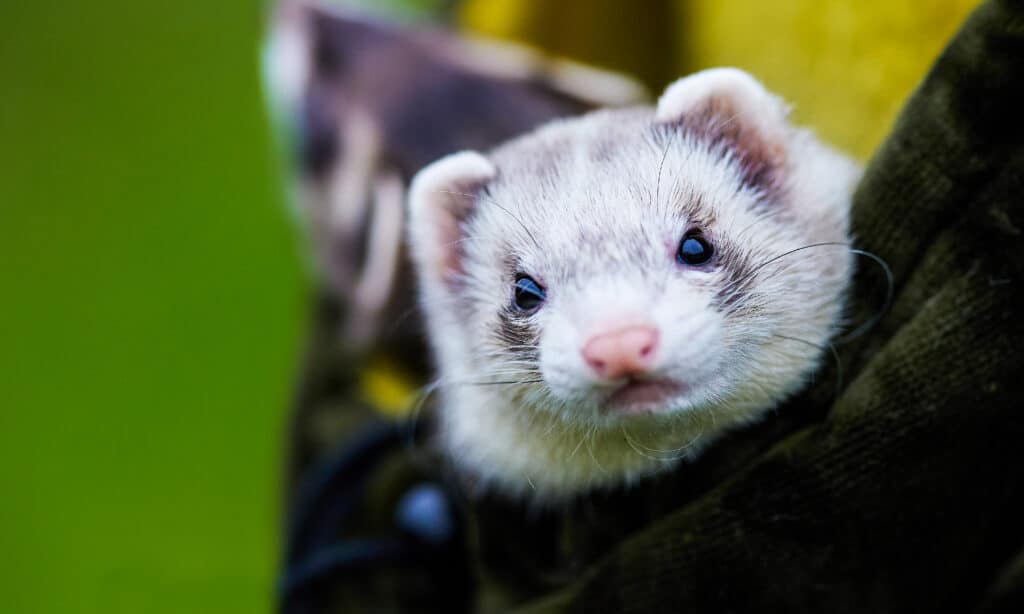 Learn Why Female Ferrets Die If They Don't Breed