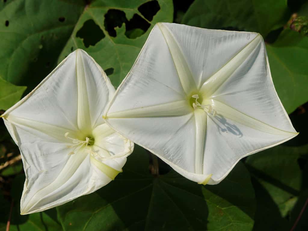 Moon Flower vs Morning Glory