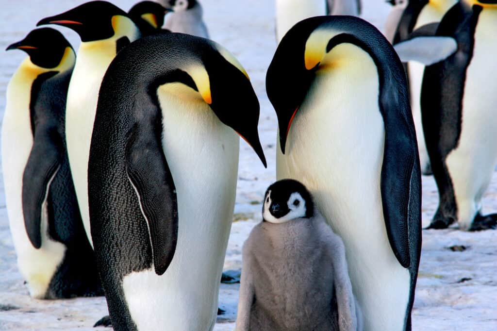 Do Penguins Mate for Life? Penguin Mating Facts