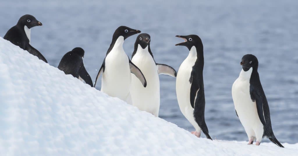 Do Penguins Mate for Life? Penguin Mating Facts