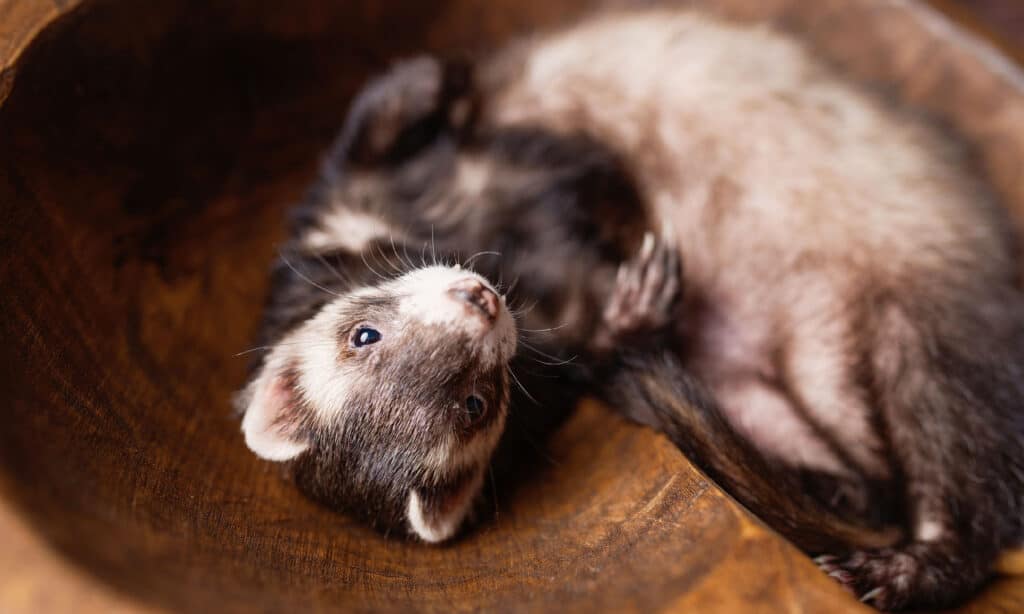 Learn Why Female Ferrets Die If They Don't Breed