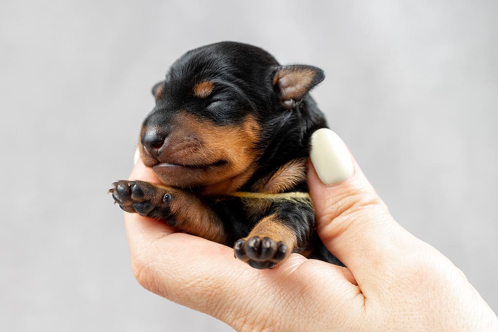 Miniature Pinscher Progression: Growth, Milestones, and Training