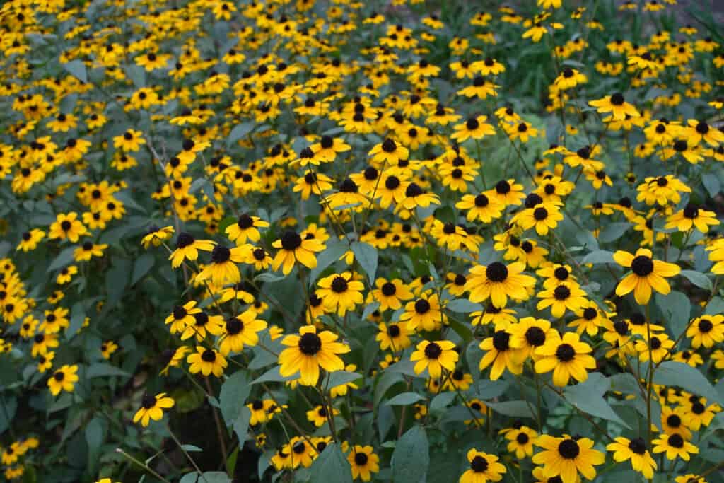 The 16 Best Sunflower Companion Plants