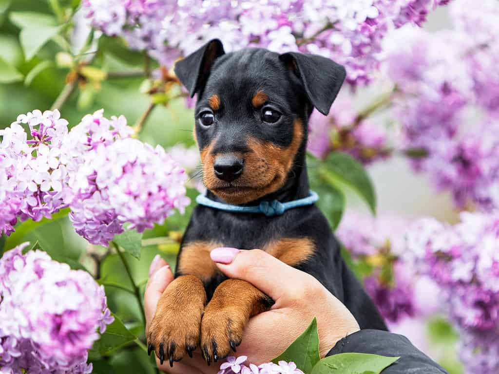 Miniature Pinscher Prices in 2023: Purchase Cost, Vet Bills, and More!