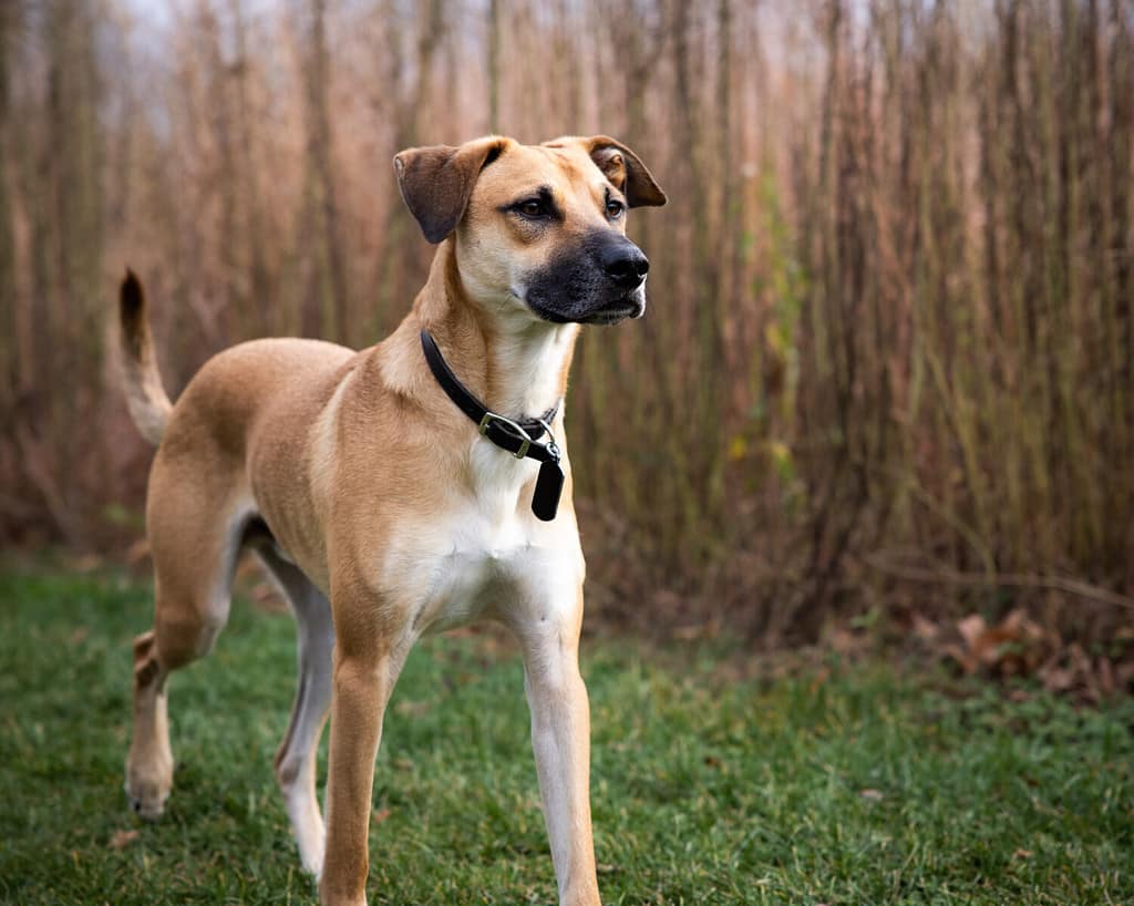 Black Mouth Cur and German Shepherd Mix: Everything You Need to Know About This Mix