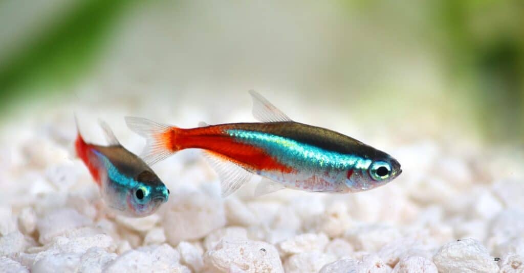 The 13 Easiest Pet Fish to Take Care of For New Owners