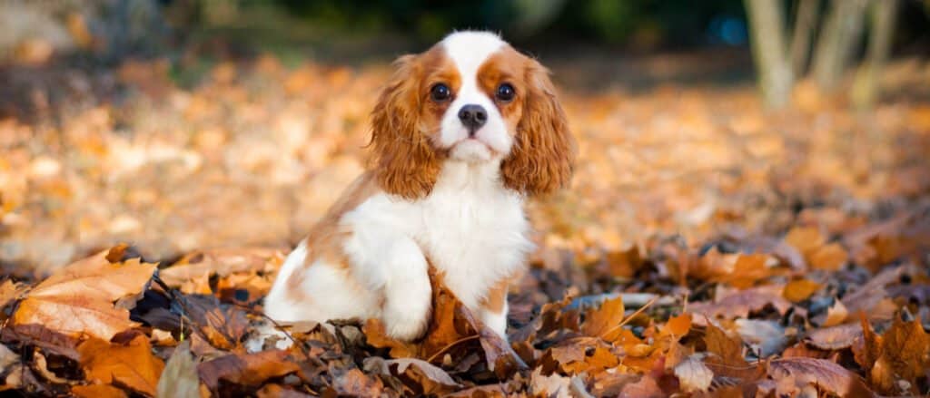 8 Common Complaints About Cavalier King Charles Spaniels