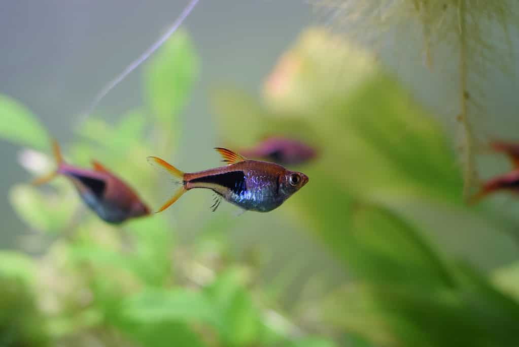 The 13 Easiest Pet Fish to Take Care of For New Owners