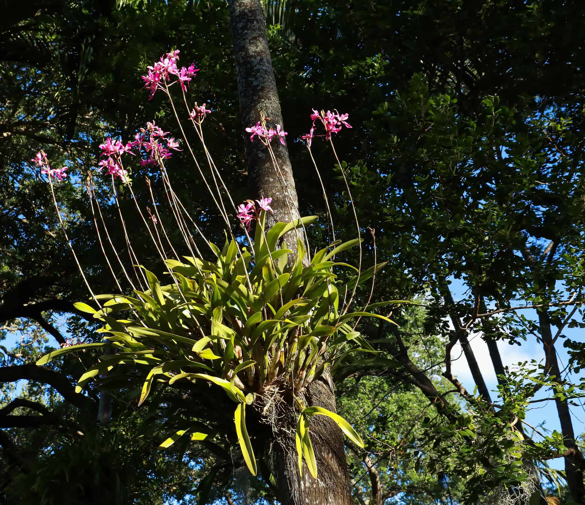 15 Gorgeous Flowers That Symbolize Forgiveness