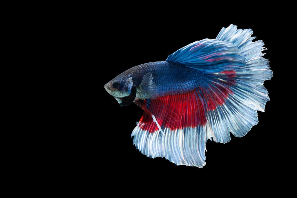 The 13 Easiest Pet Fish to Take Care of For New Owners