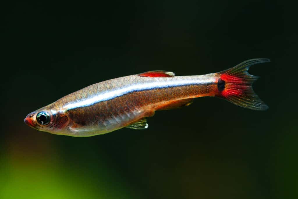 The 13 Easiest Pet Fish to Take Care of For New Owners