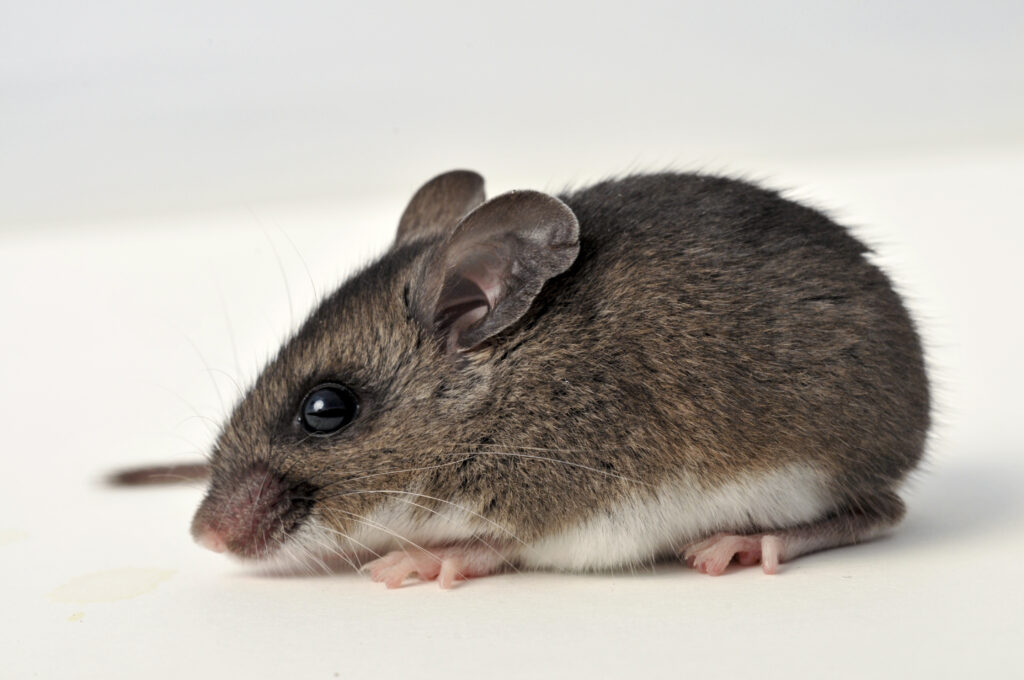 8 Cheapest Mice to Keep as Pets