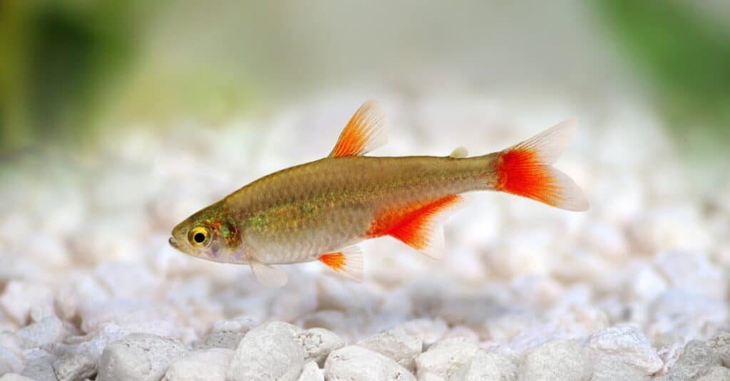 The 13 Easiest Pet Fish to Take Care of For New Owners