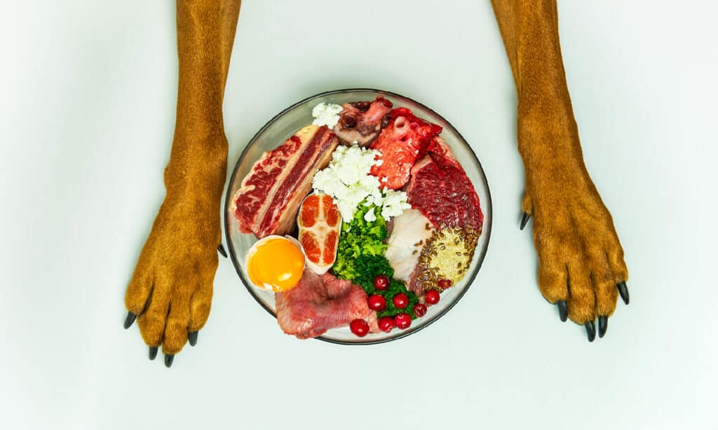 Is Kibble, a Raw Diet, or Canned Food Better For Dogs?