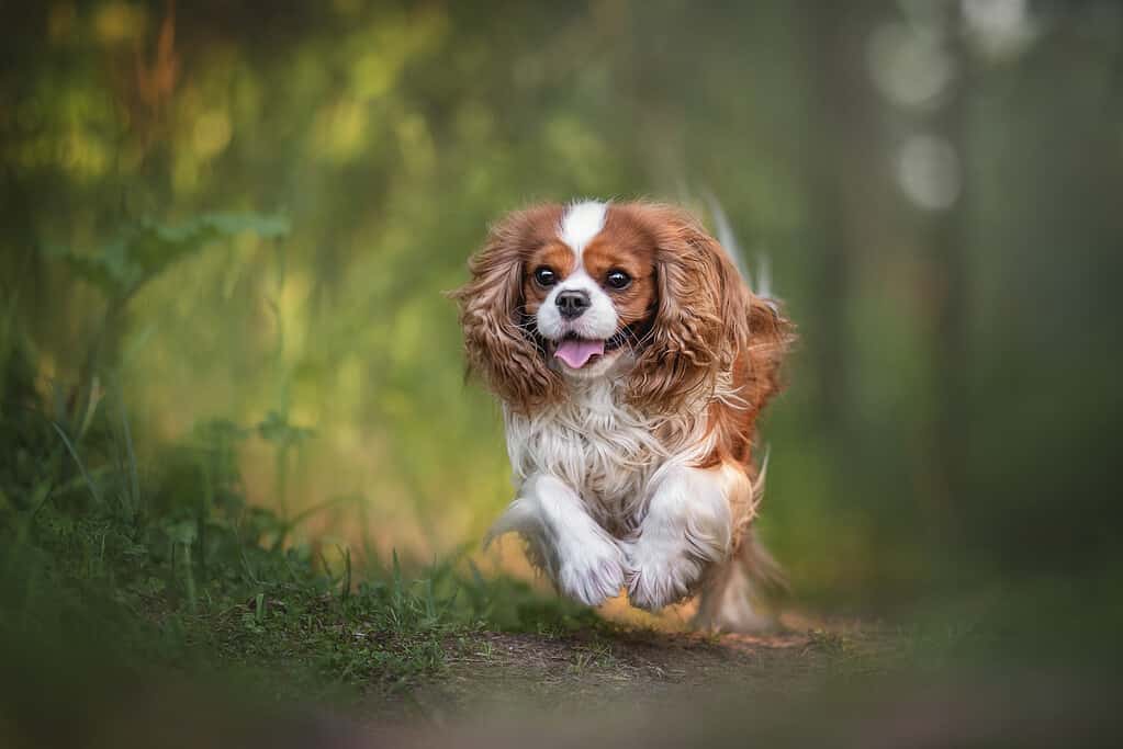 8 Common Complaints About Cavalier King Charles Spaniels